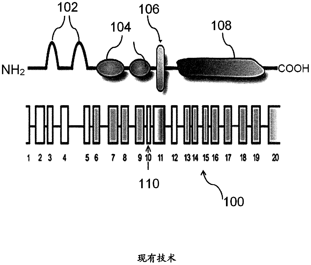 Axl-specific antibodies and uses thereof