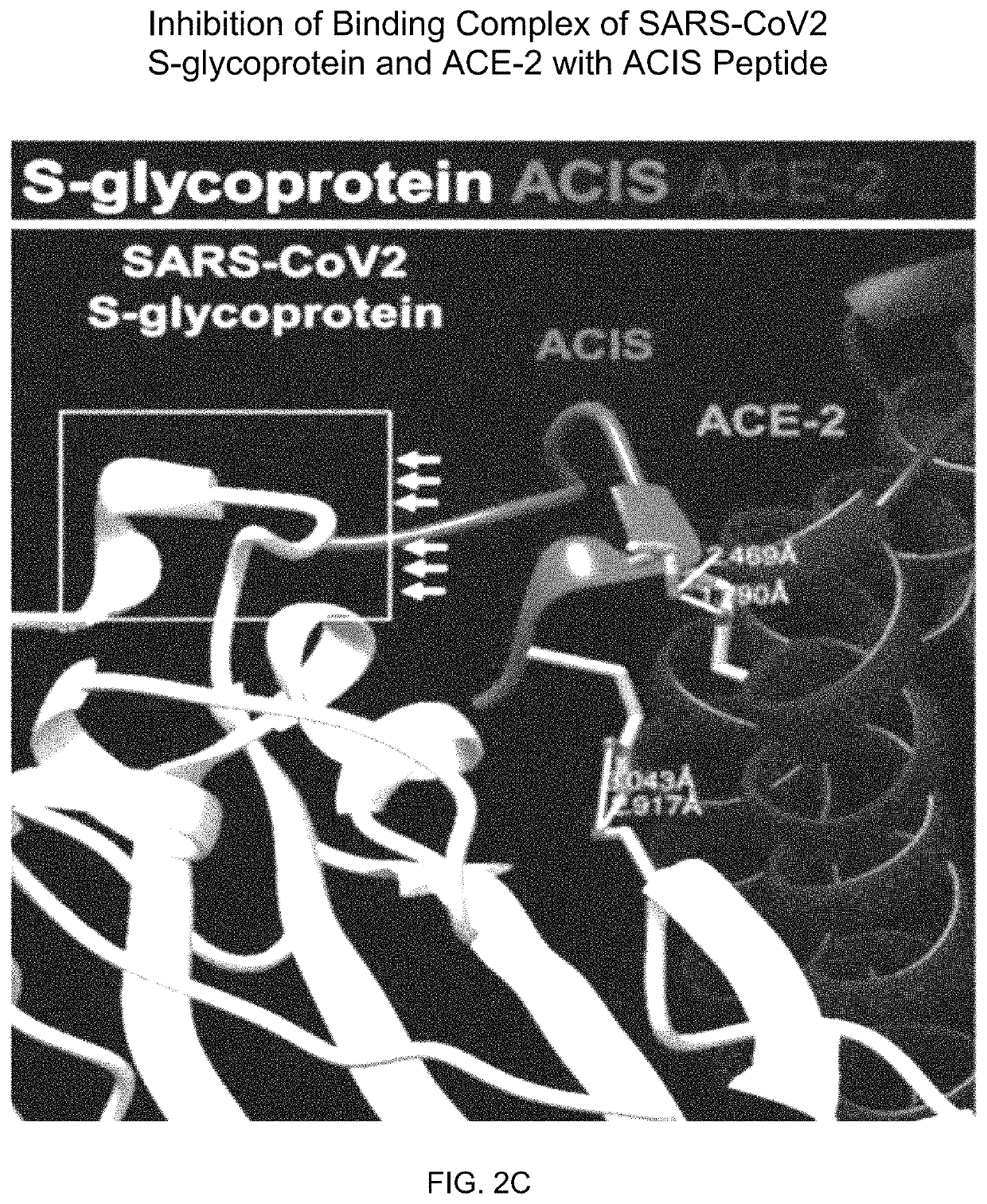 Peptides for Covid-19 prevention and treatment