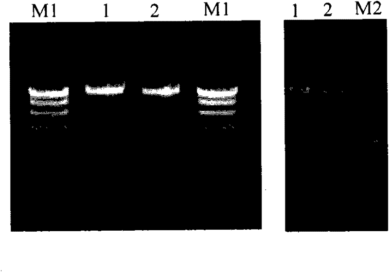 Duck viral enteritis virus vaccine strain infectious cloning system and its construction method and application