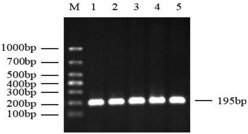 Detection method for single nucleotide polymorphism of cattle PPARbeta gene and molecular breeding method