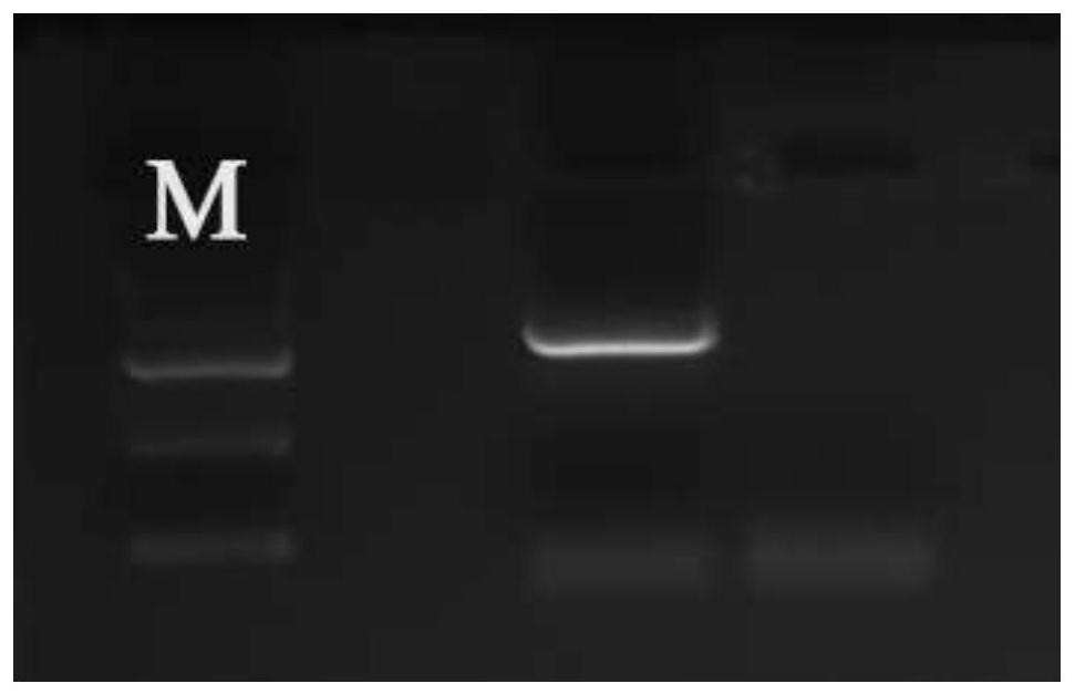 Genetic engineering application of wild soybean NADPH oxidase gene GsRbohA1