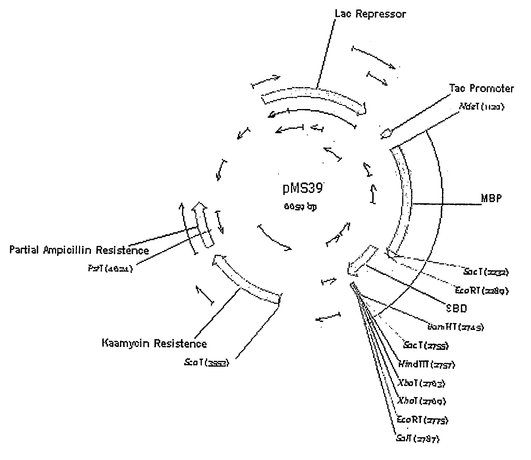 Vectors for Recombinant Protein Expression in E. Coli