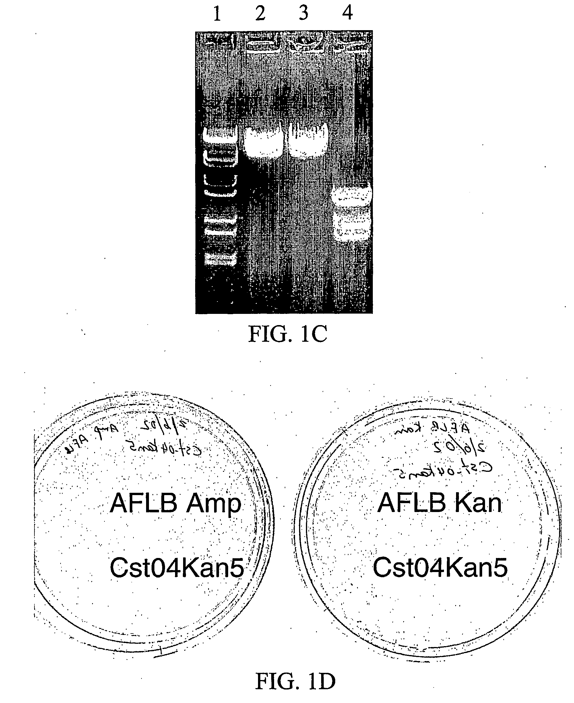 Vectors for Recombinant Protein Expression in E. Coli