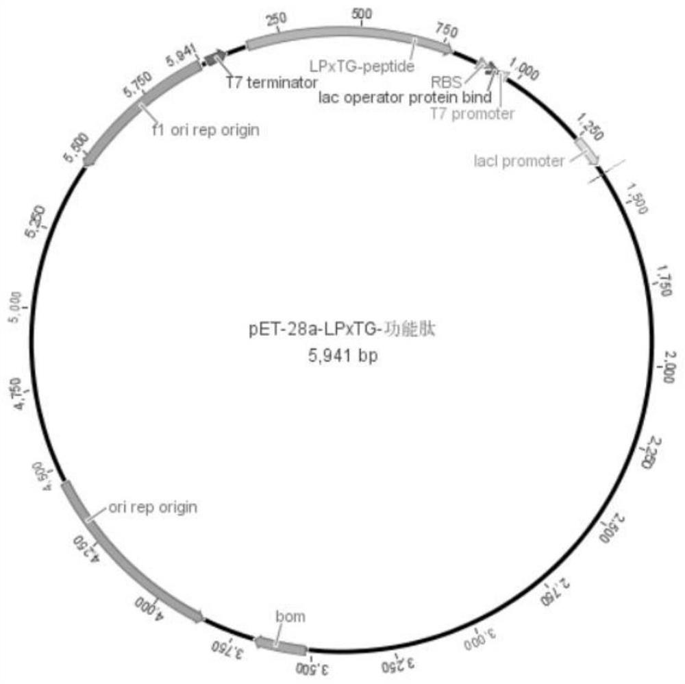 Construction and application of recombinant protein based on lactobacillus LPxTG motif