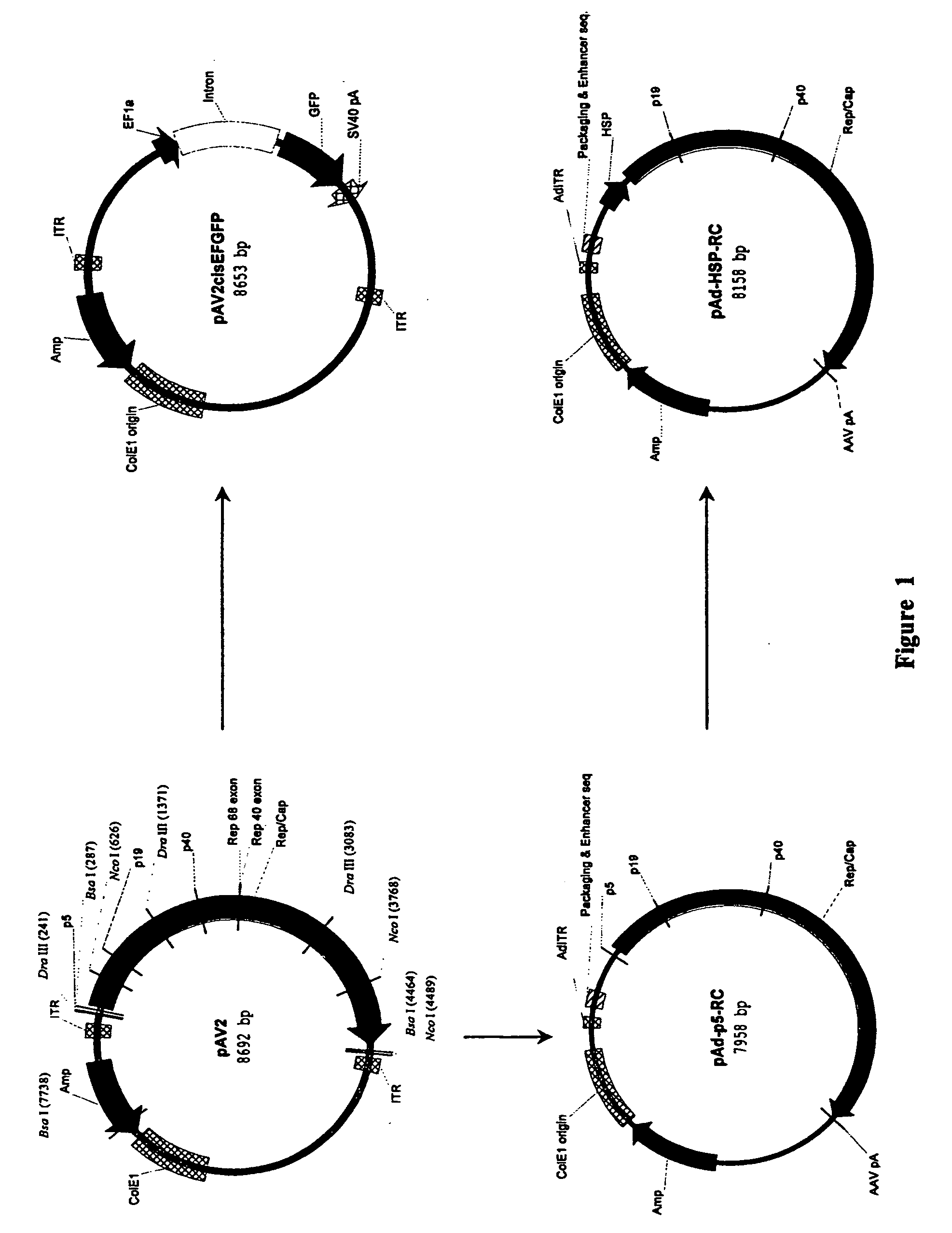 Production of recombinant AAV using adenovirus comprising AAV rep/cap genes