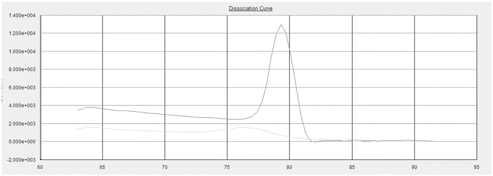 Fluorescent constant-temperature amplification technique