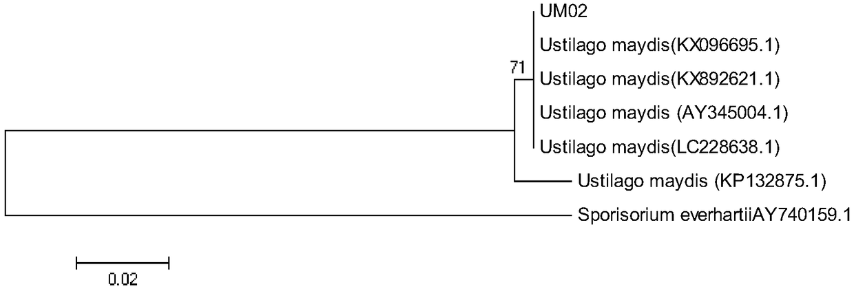 Ustilago-maydis haploid strain UM02 and application thereof