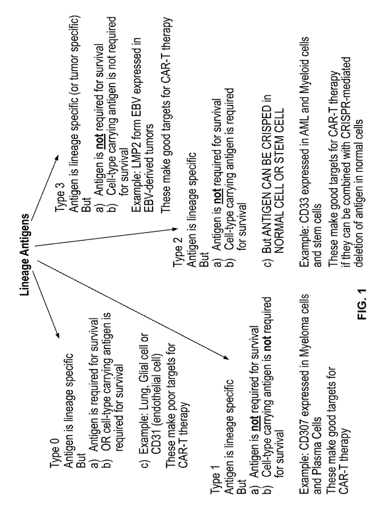 Compositions and methods for inhibition of lineage specific antigens