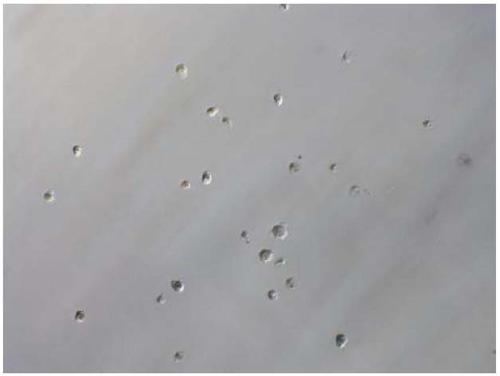 Method for separating single blastomere in blastula