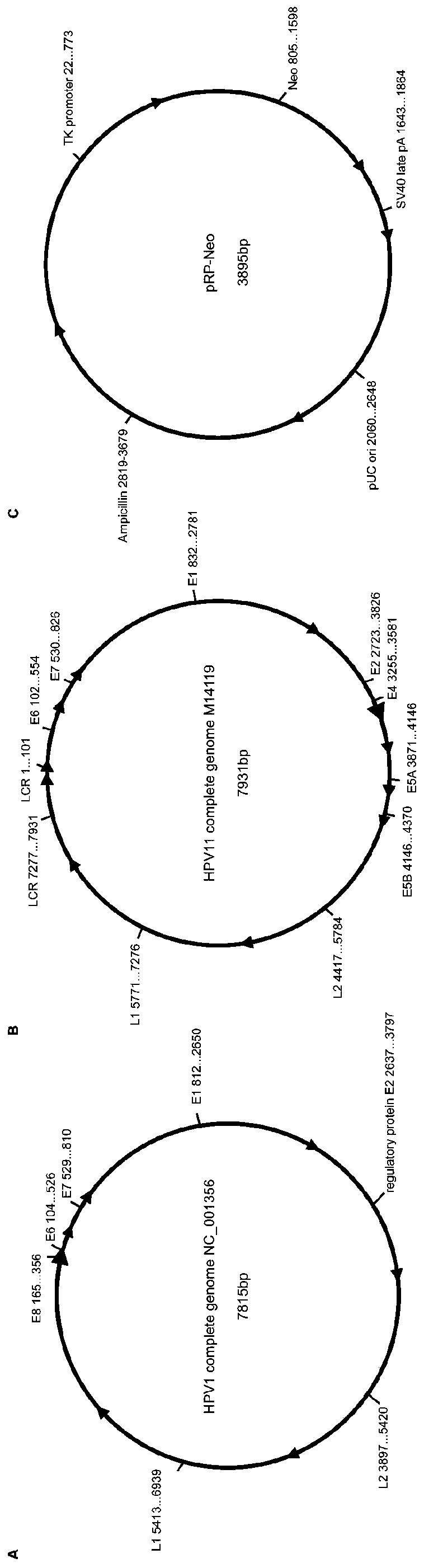 Anti-HPV (human papillomavirus) medicine screening model, and construction method and application thereof