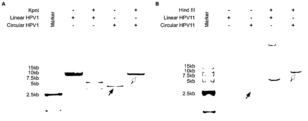 Anti-HPV (human papillomavirus) medicine screening model, and construction method and application thereof