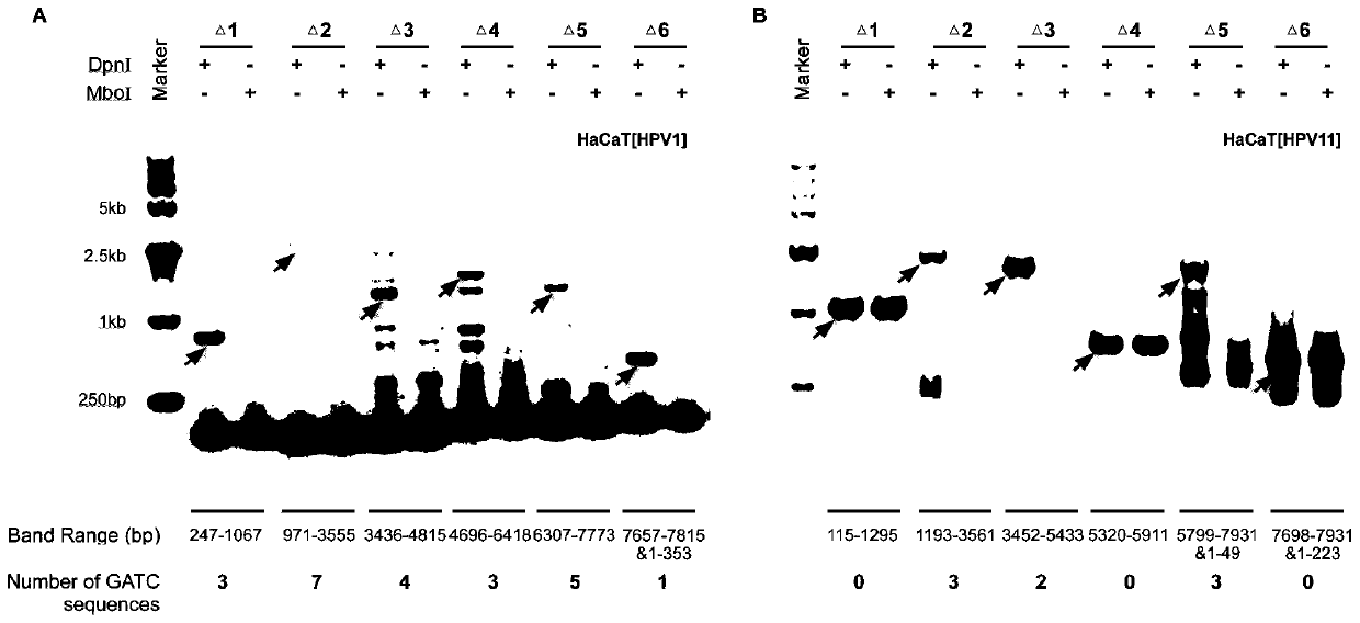 Anti-HPV (human papillomavirus) medicine screening model, and construction method and application thereof