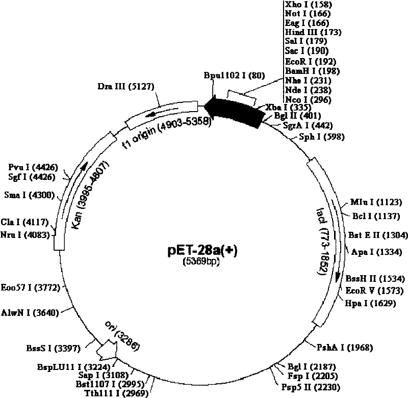 Preparation method and application of opg-hsp70 fusion protein