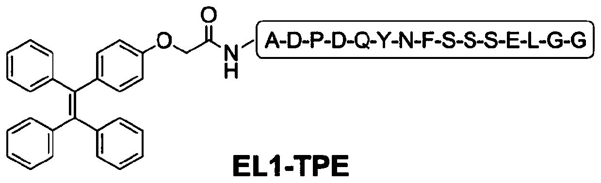 An affinity peptide for detecting human cancer cells and its application