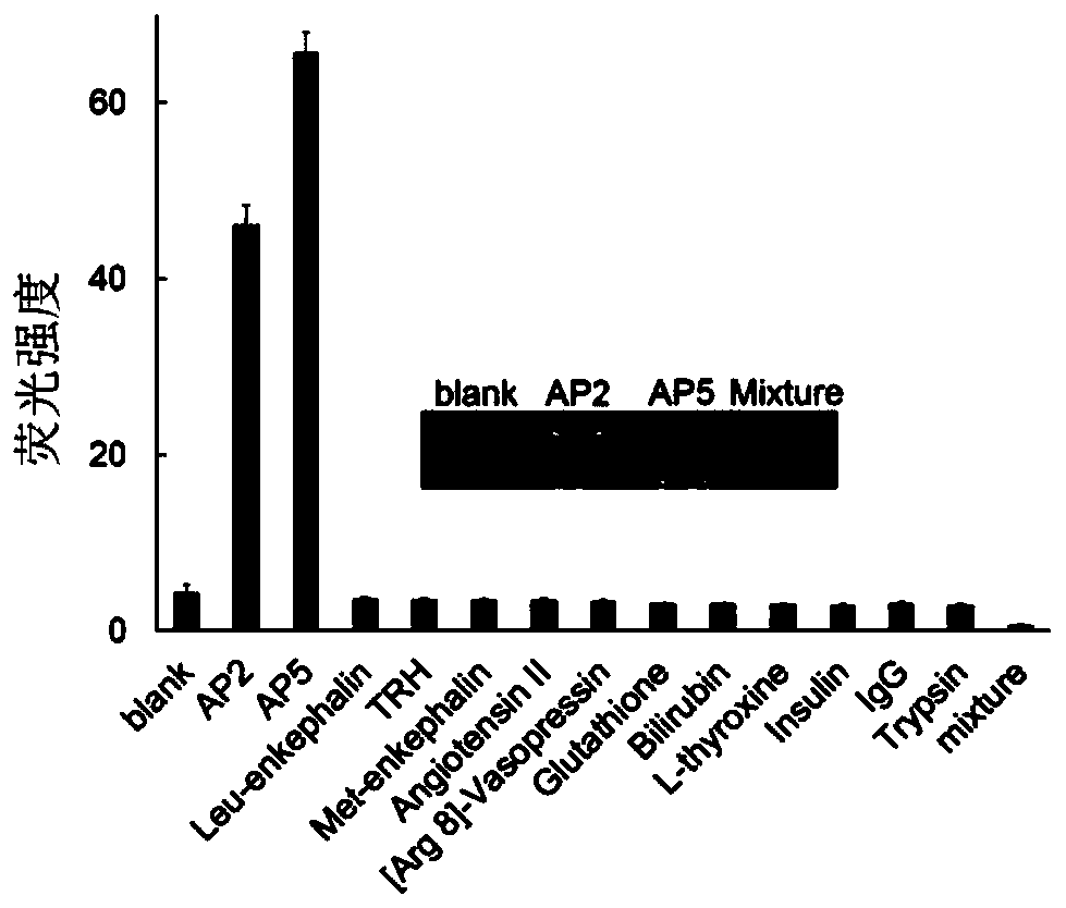 An affinity peptide for detecting human cancer cells and its application