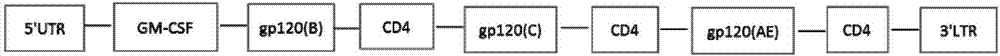 Anti-HIV-1 (human immunodeficiency virus 1) gene, application thereof, DC vaccine containing gene and preparation method of vaccine