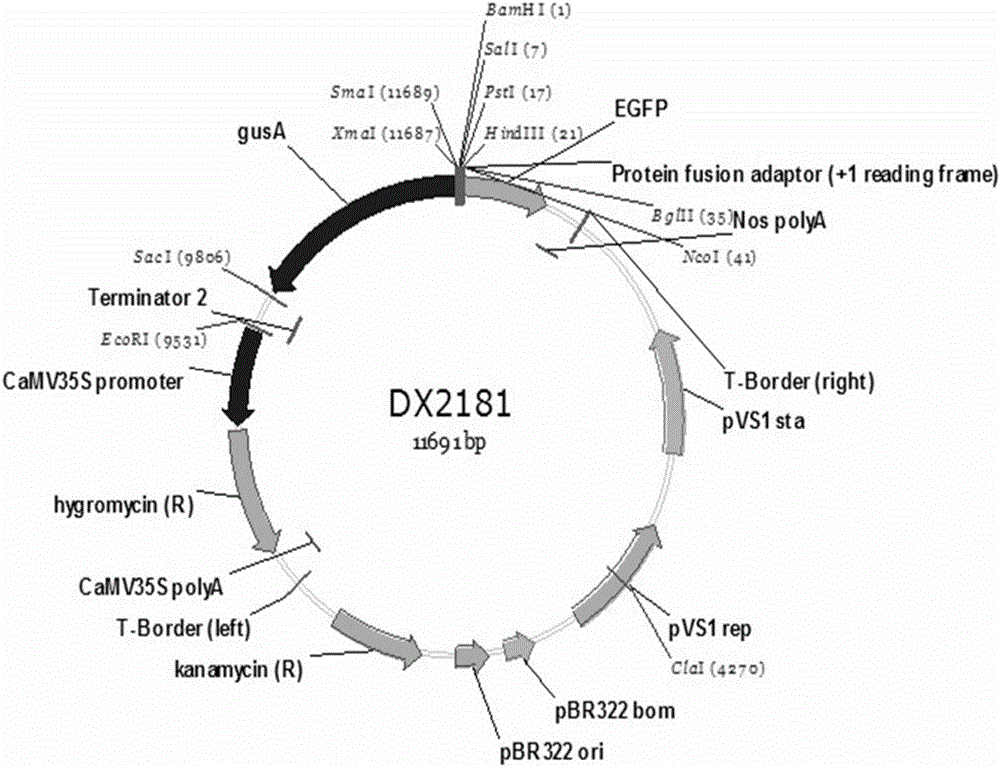 Isolation and cloning and function analysis of endogenous bidirectional expression promoter of rice