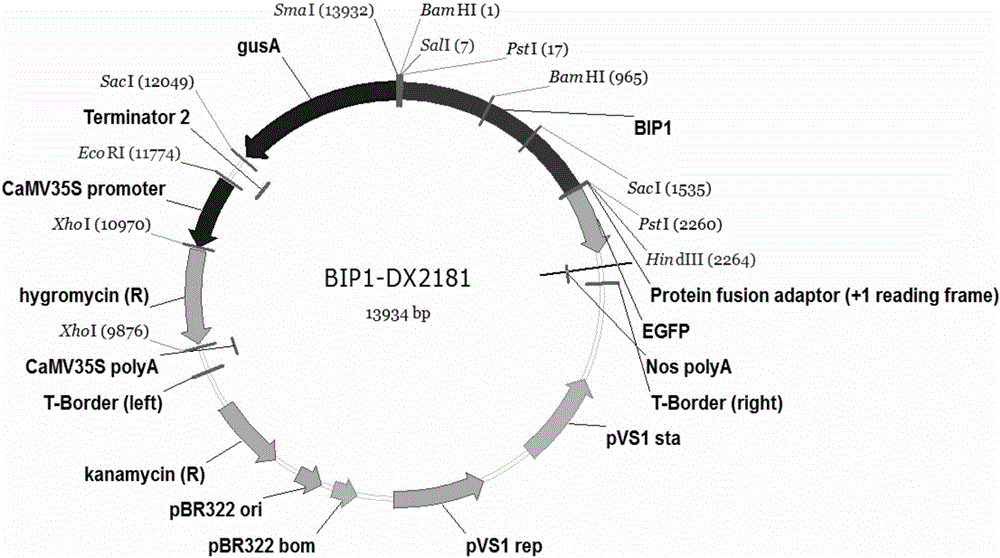 Isolation and cloning and function analysis of endogenous bidirectional expression promoter of rice