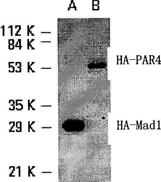 Preparation, identification and application of HA tag monoclonal antibody