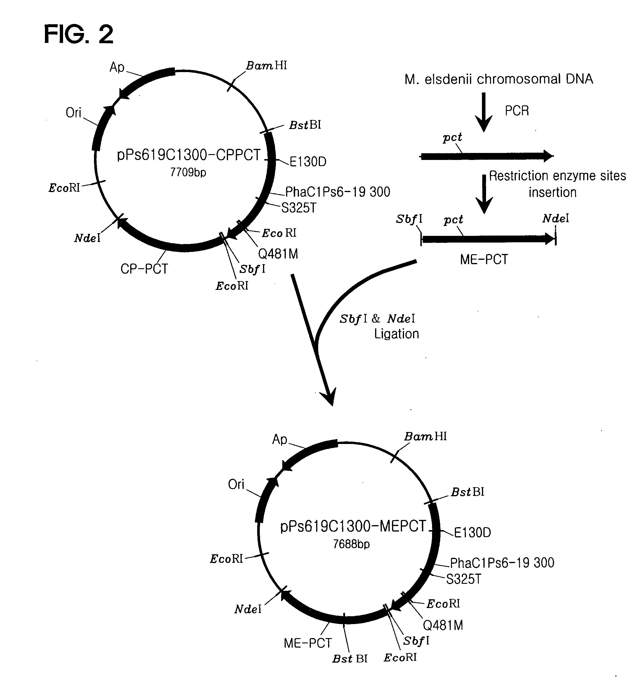 Recombinant microorganism having a producing ability of polylactate or its copolymers and method for preparing polyactate or its copolymers using the same
