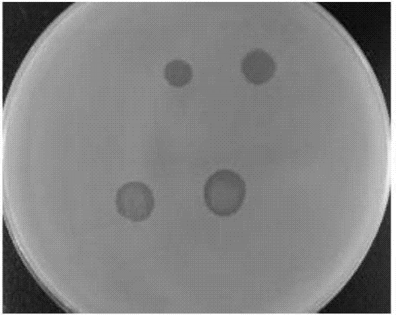 Method and kit for identifying Vibrio harveyi quickly by means of strong vibrio harveyi phage