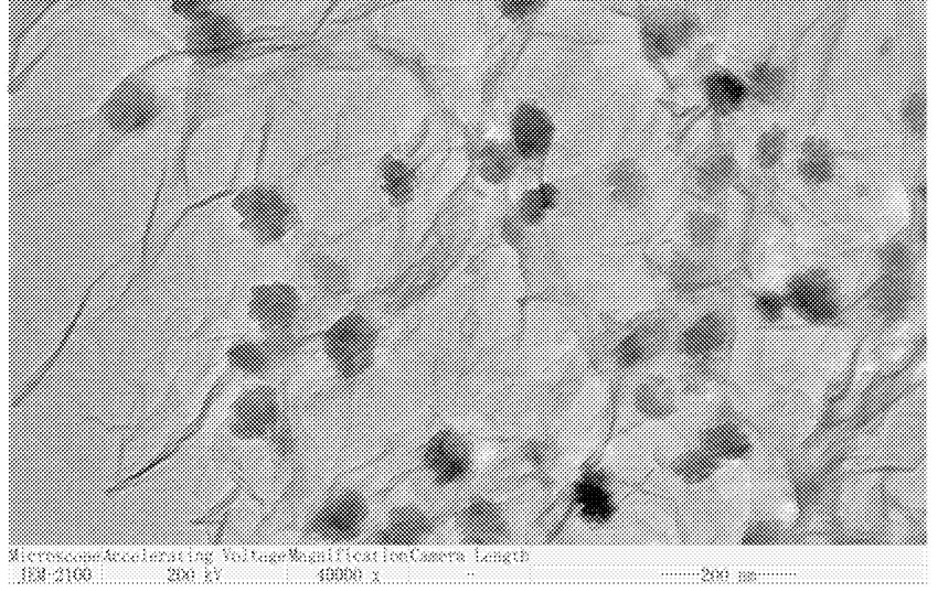 Preparation method of Zn-doped alpha-Fe2O3/graphene aerogel composite catalyst and oxidation system and application of Zn-doped alpha-Fe2O3/graphene aerogel composite catalyst