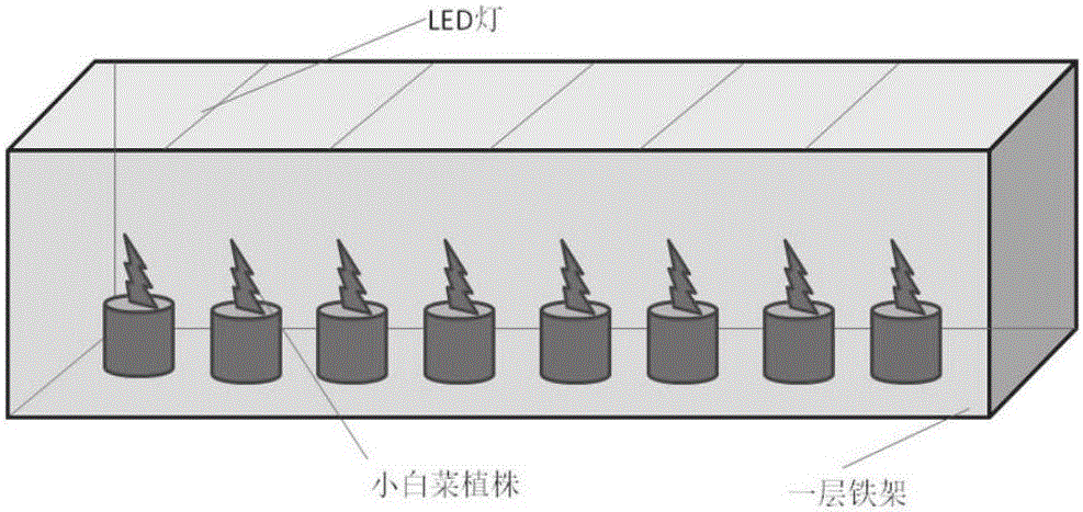 Method of planting pakchoi with artificial light type plant factory