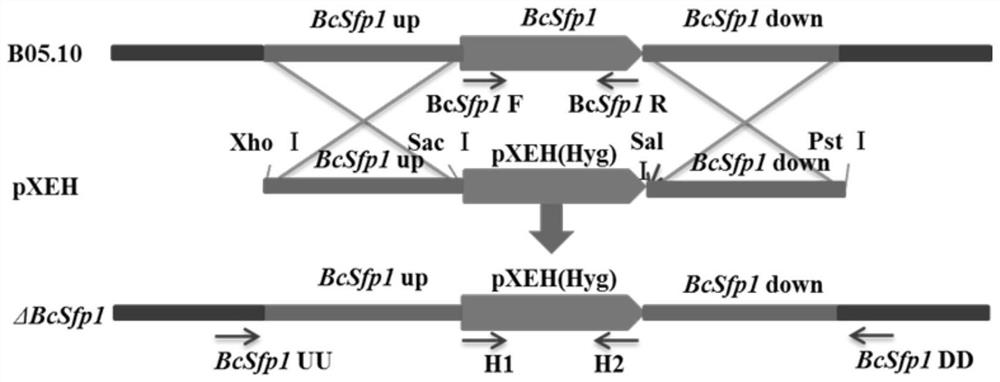 Application of BcSfp1 gene in prevention and treatment of plant gray mold and improvement of disease resistance