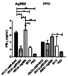 A kind of apoptosis-promoting recombinant BCG and its preparation method