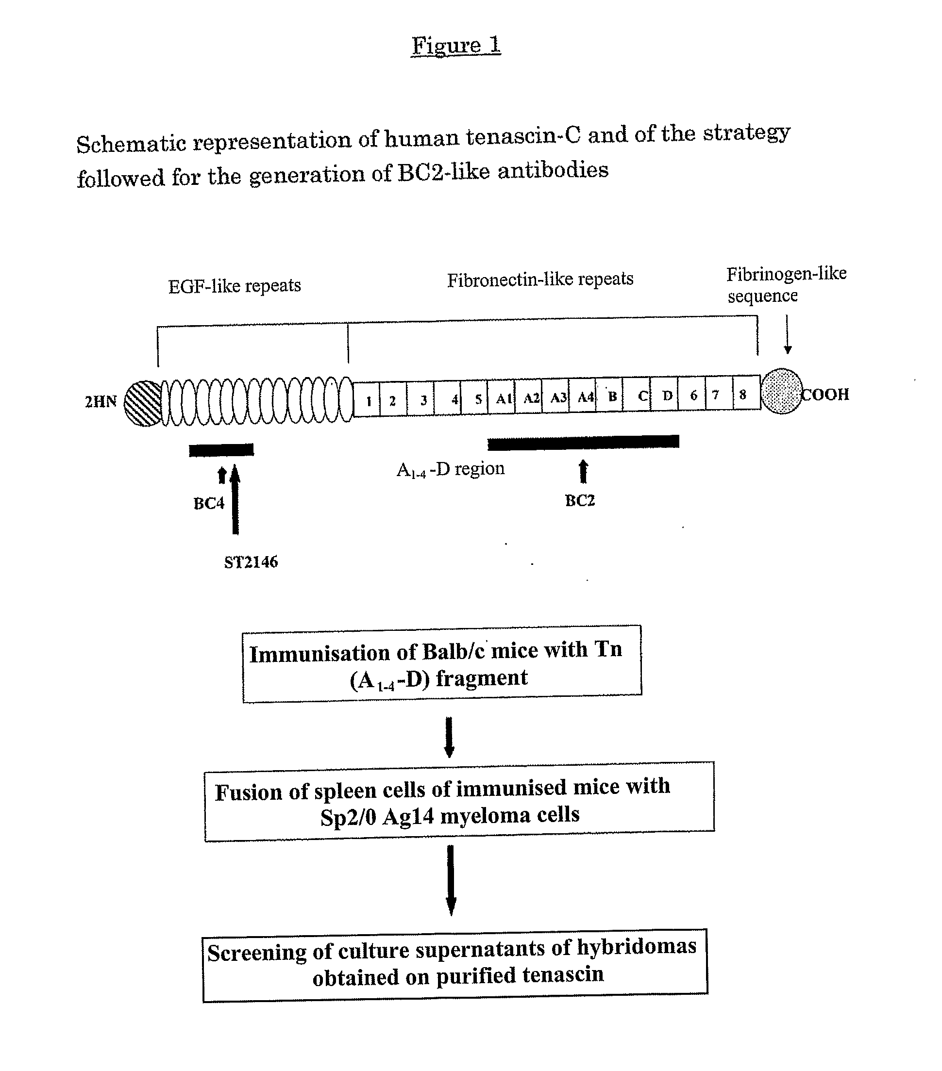 Anti-human tenascin monoclonal antibody