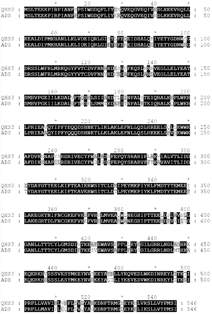 Novel sesquiterpene synthetase and application thereof