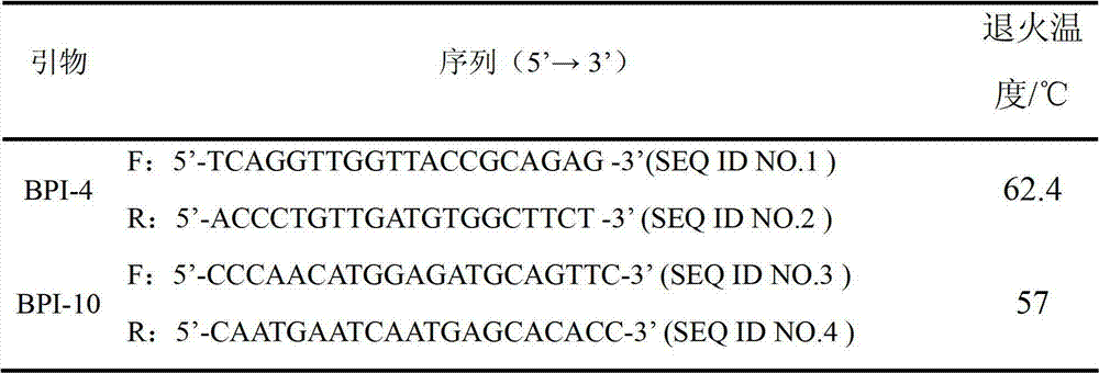 Application of bactericidal/permeability-increasing protein gene in serving as common disease resistance genetic marker of pigs