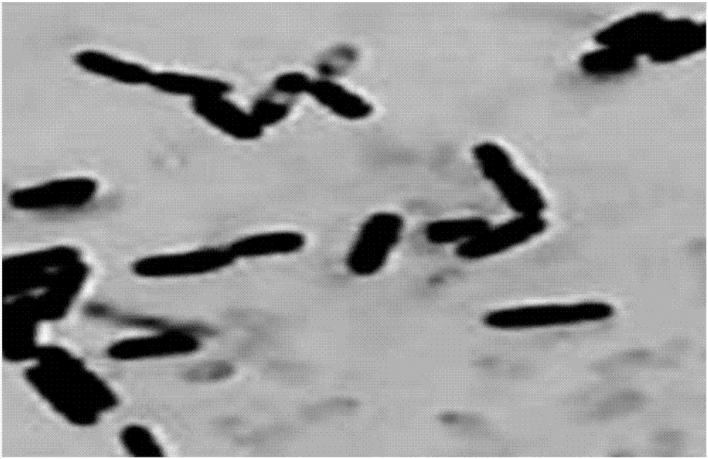 Bacillus amyloliquefaciens with broad-spectrum pathogen inhibition function and application of bacillus amyloliquefaciens