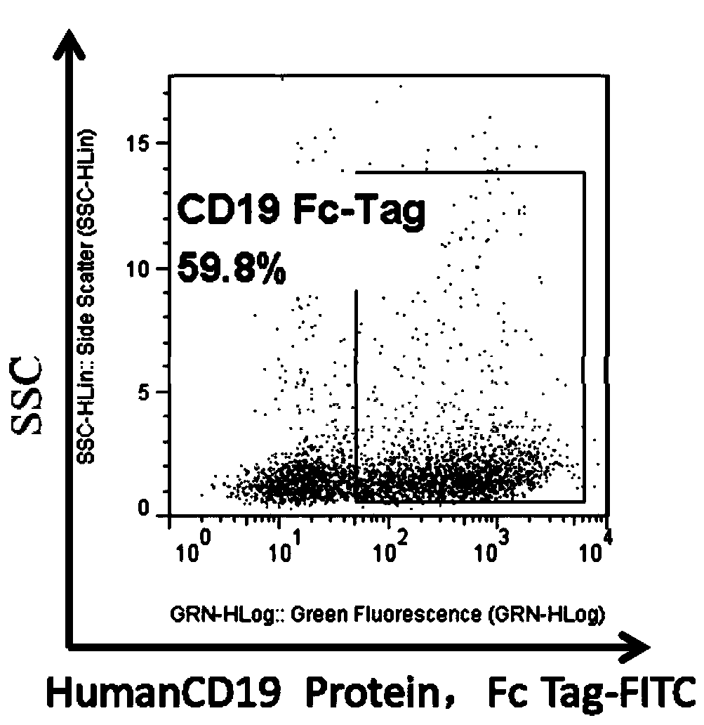 Chimeric antigen receptor T cell expressing IL-6R blocking antibody and targeting CD19, preparation method and application of T cell