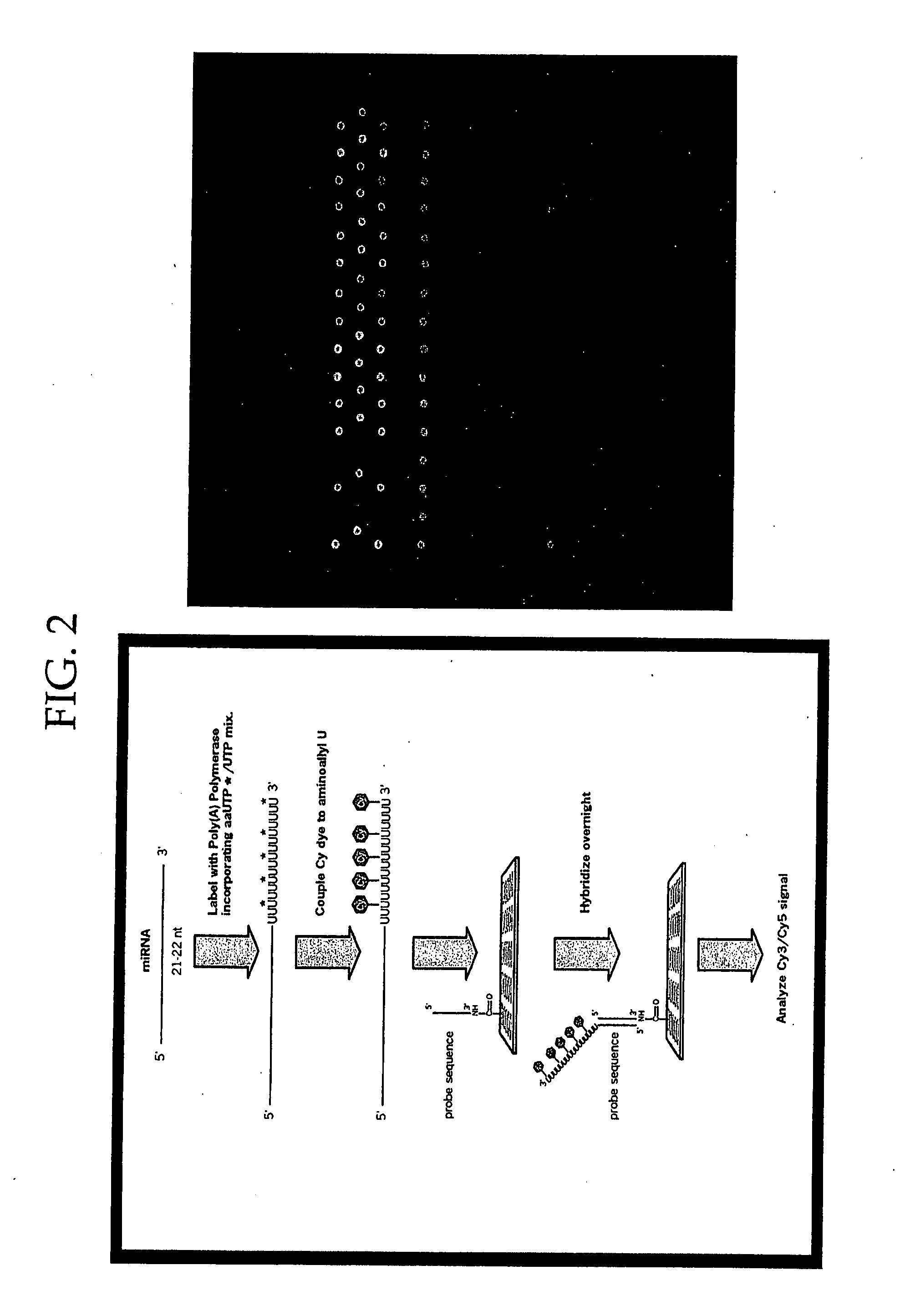 Methods and Compositions Involving microRNA