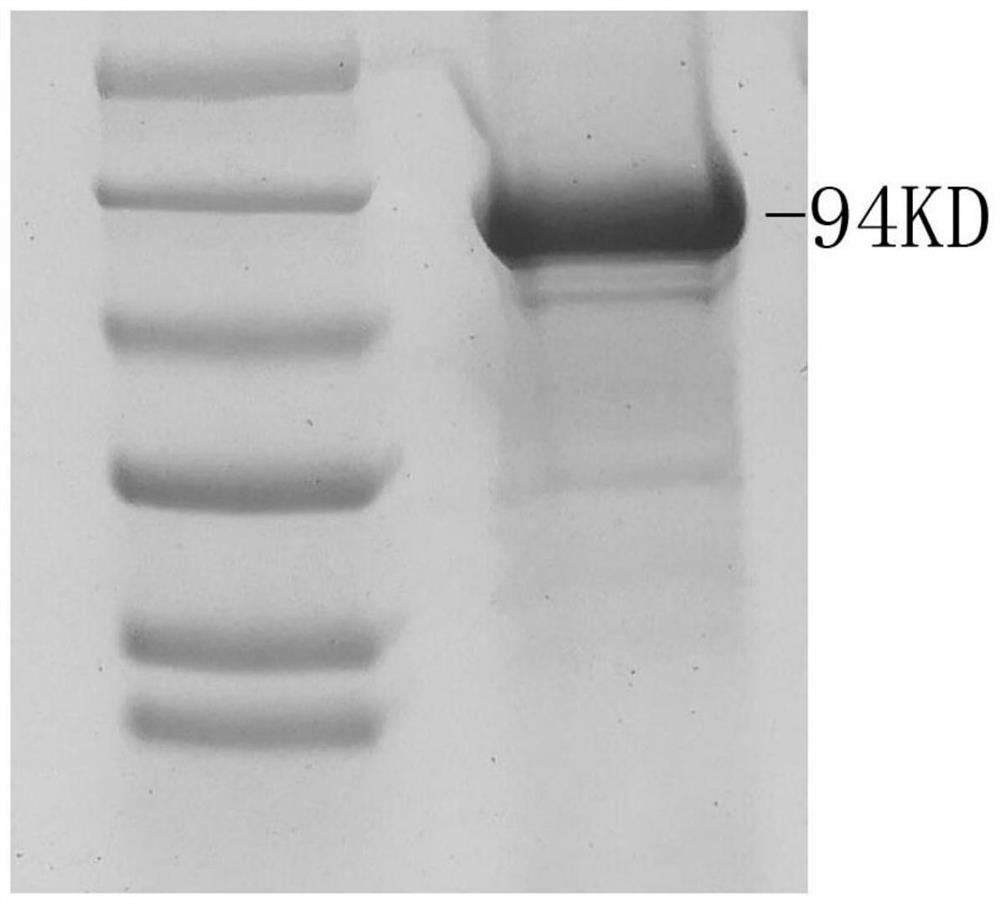 Extraction and purification method of Gp96-polypeptide complex (CTL-OT)