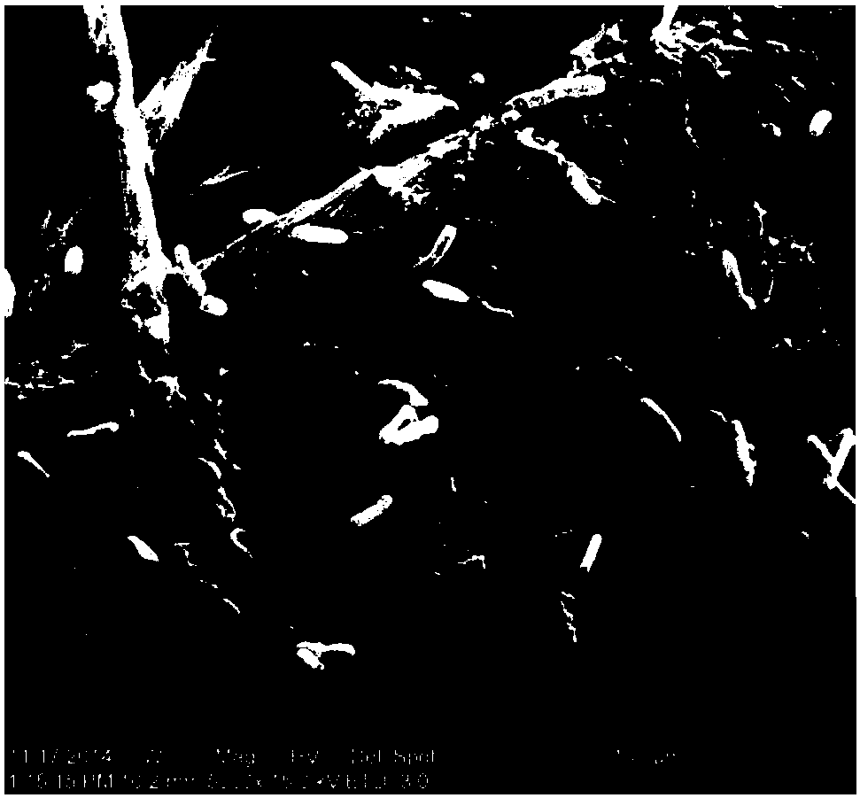 Brevibacterium strain and method for in-situ remediation of heavy metal polluted farmland using same