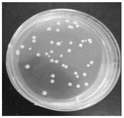 Schizochytrium limacinum suitable for high-density culture and method for producing grease rich in DHA