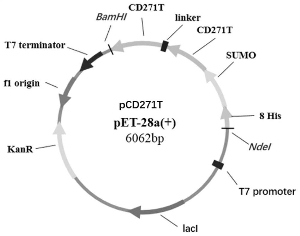 Novel antigen epitope based on CD271 and application thereof