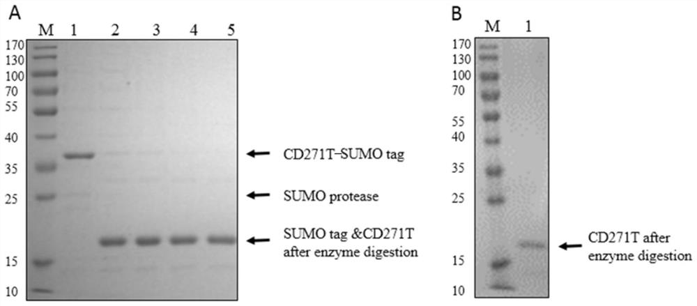 Novel antigen epitope based on CD271 and application thereof