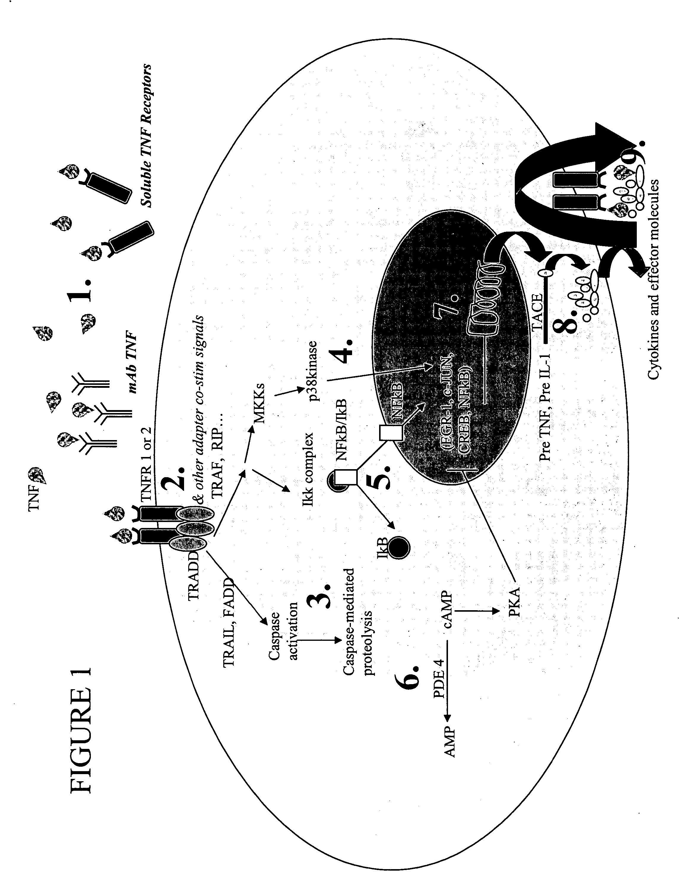 Techniques to treat neurological disorders by enhancing the presence of anti-inflammatory mediators