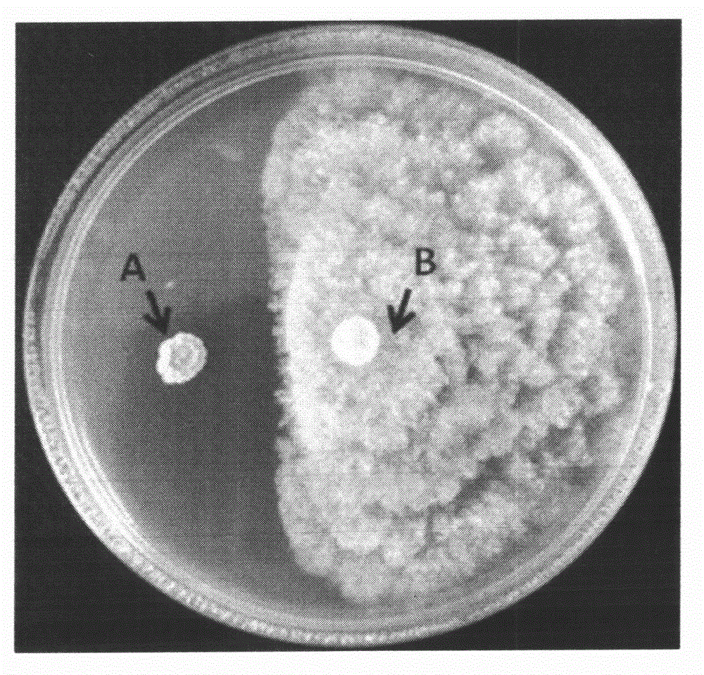Bacillus atrophaeus for prevention and control of cotton boll blight, and microbial agent thereof