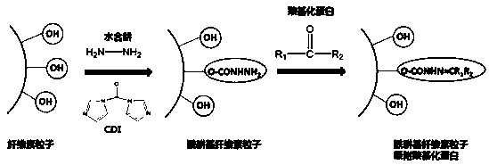 Modified cellulose particles, and preparation method and application thereof