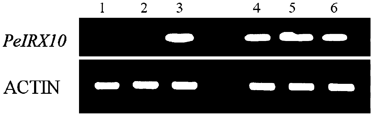 Cloning and application of a key gene peirx10 for xylan synthesis of moso bamboo