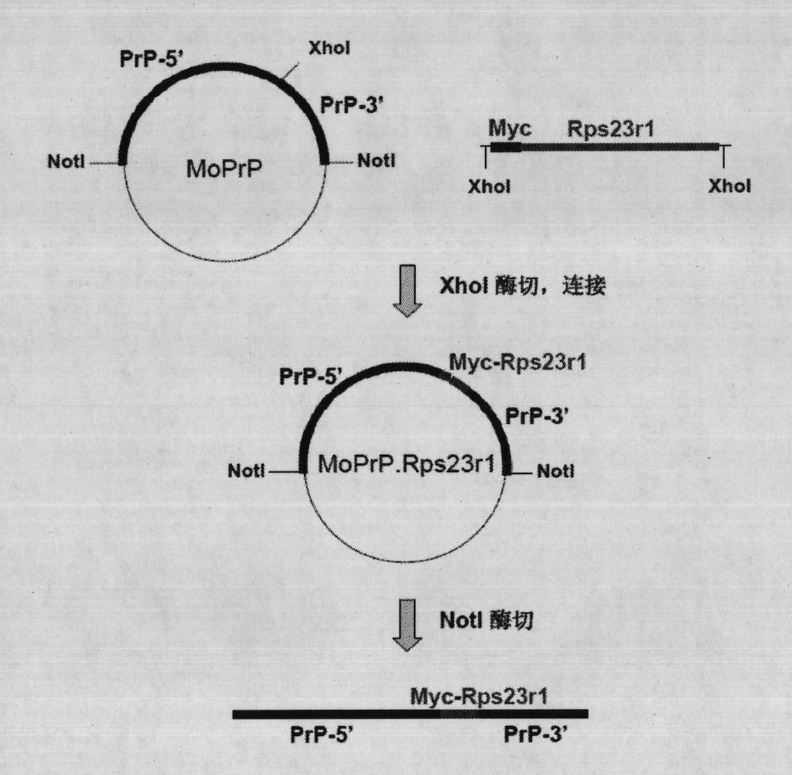 Construction method for transgene mouse model of overexpressing Rps23r1 gene