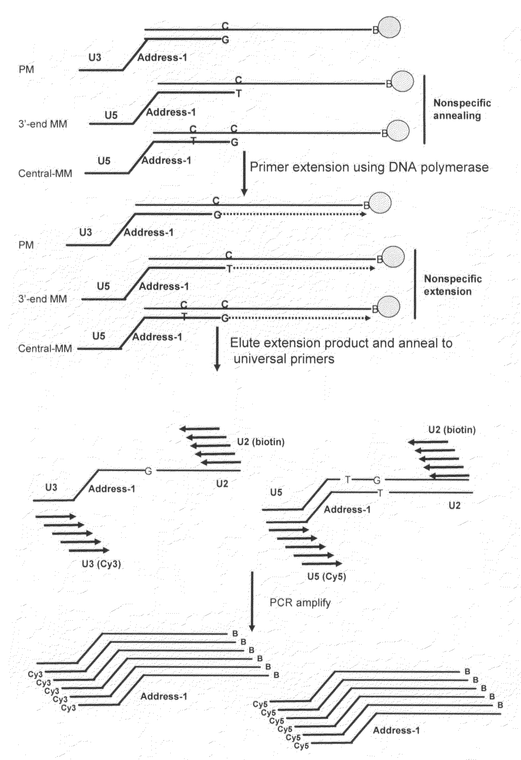 Methods for detecting small RNA species