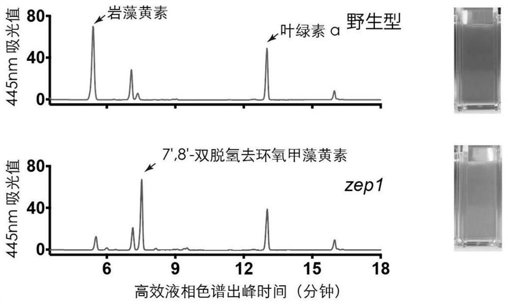 Phaeodactylum tricornutum ZEP1 gene, protein and application