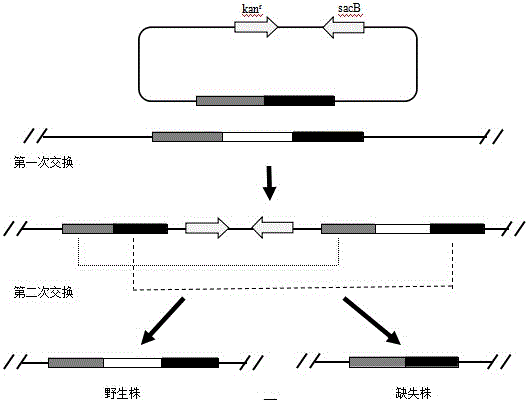 Double-gene-deficient Salmonella enteritidis strain and establishment method thereof, and vaccine containing double-gene-deficient Salmonella enteritidis strain