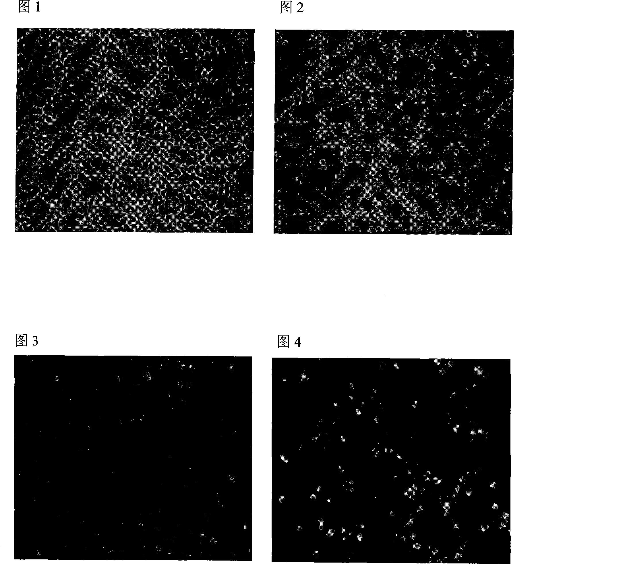 Meletin with cell apoptosis inductive effect and metallic complex of glycoside compounds thereof