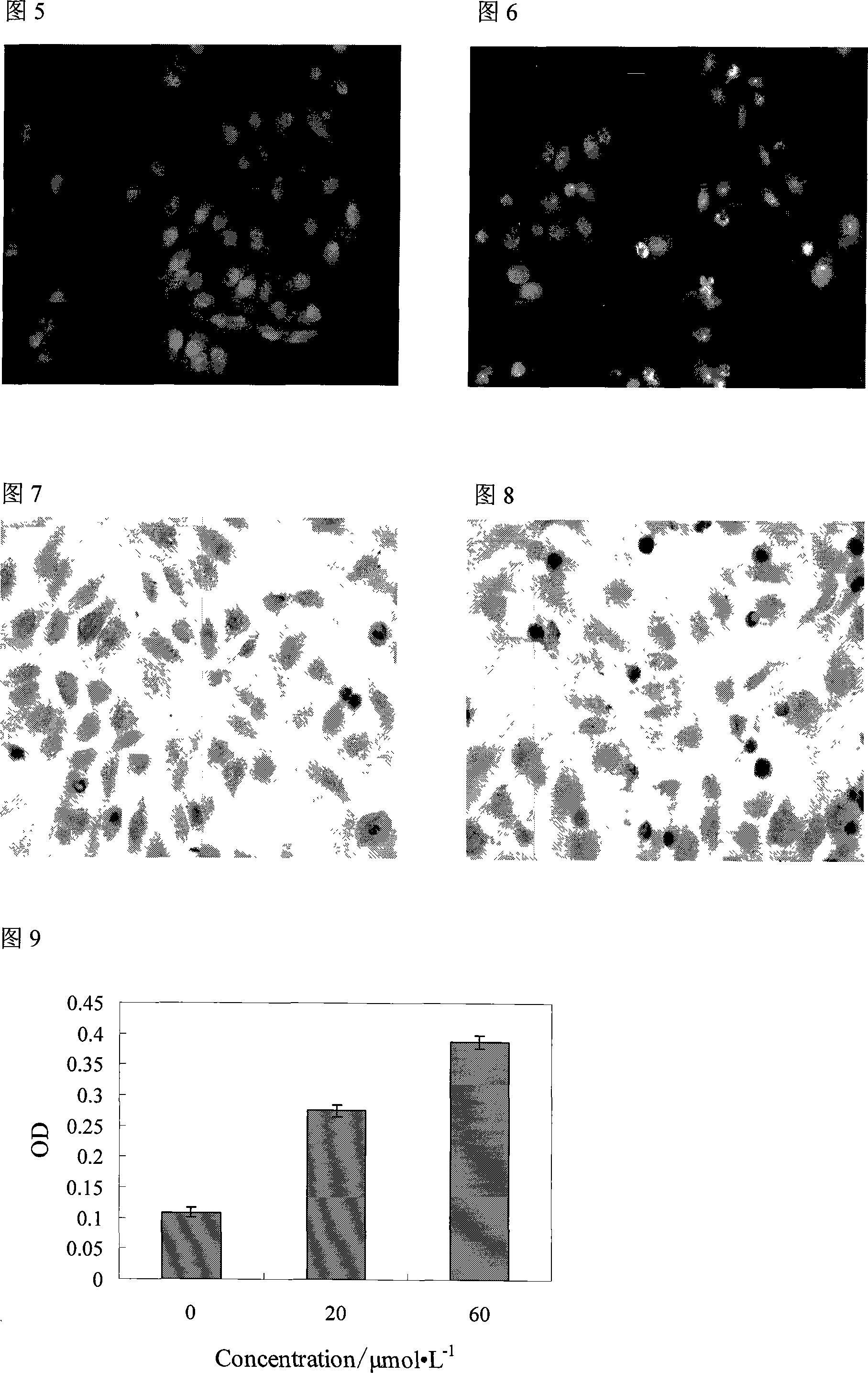 Meletin with cell apoptosis inductive effect and metallic complex of glycoside compounds thereof